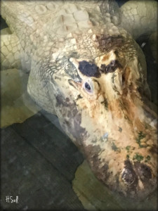 image of rare Leucistic gator